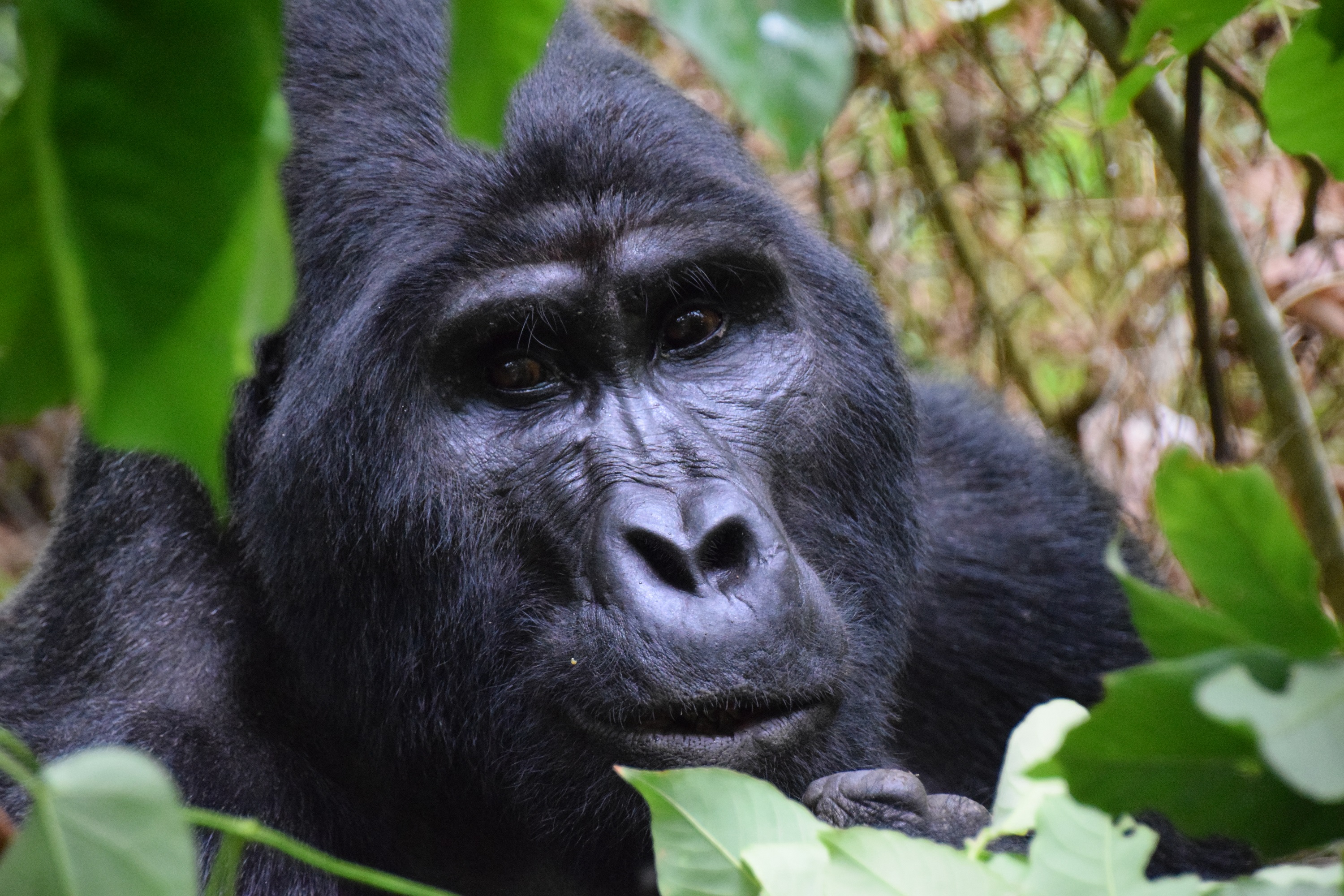 Ouganda, sur la piste des gorilles